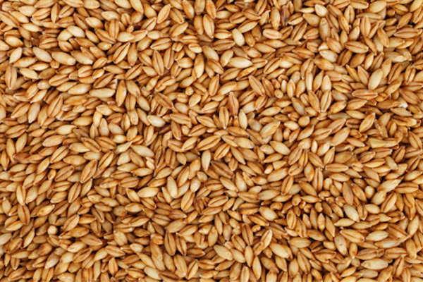 Barley