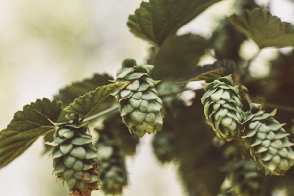 Hops For Pilsner