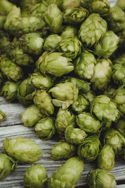 beer hops