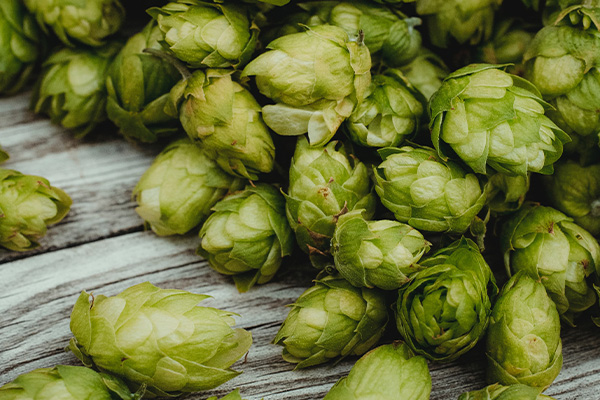 Hops For Home Brewing Beer
