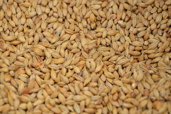 Malt for brewing beer